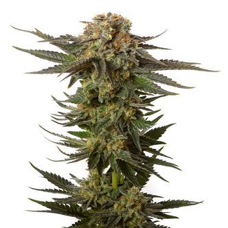 Moncherry (Amsterdam Genetics) feminizovan&aacute;