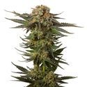 Moncherry (Amsterdam Genetics) feminizovaná