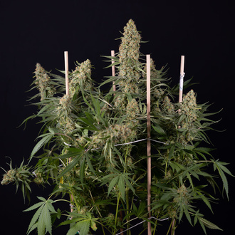 Solar Panel (Zamnesia Seeds) feminizovaná