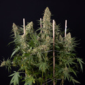 Solar Panel (Zamnesia Seeds) feminizovaná