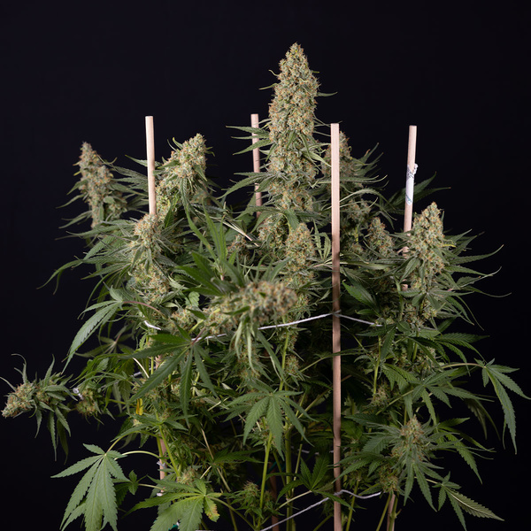Solar Panel (Zamnesia Seeds) feminizovaná
