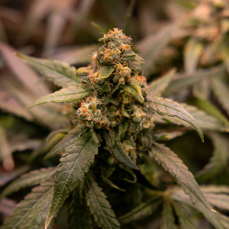 Solar Panel (Zamnesia Seeds) feminizovaná