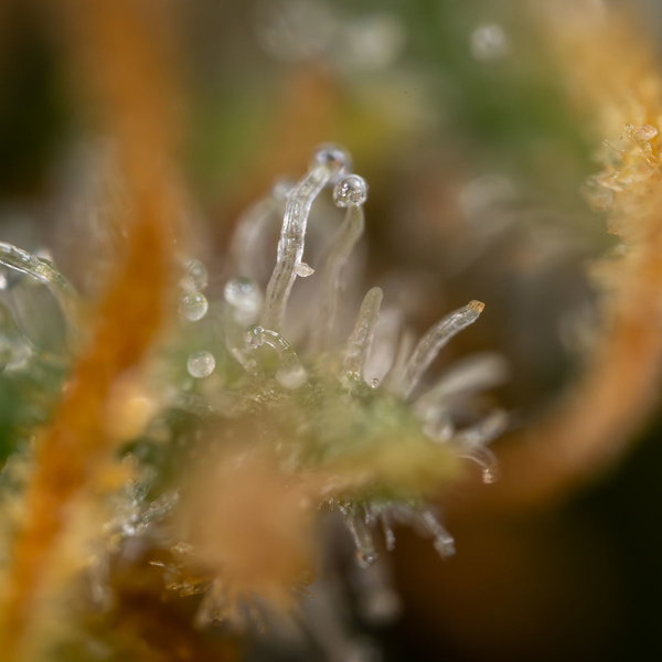 Solar Panel (Zamnesia Seeds) feminizovaná