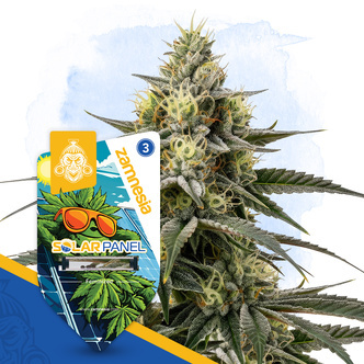 Solar Panel (Zamnesia Seeds) feminizovan&aacute;