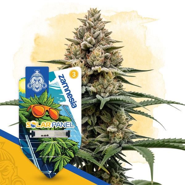 Solar Panel Samonakvétací (Zamnesia Seeds) feminizovaná