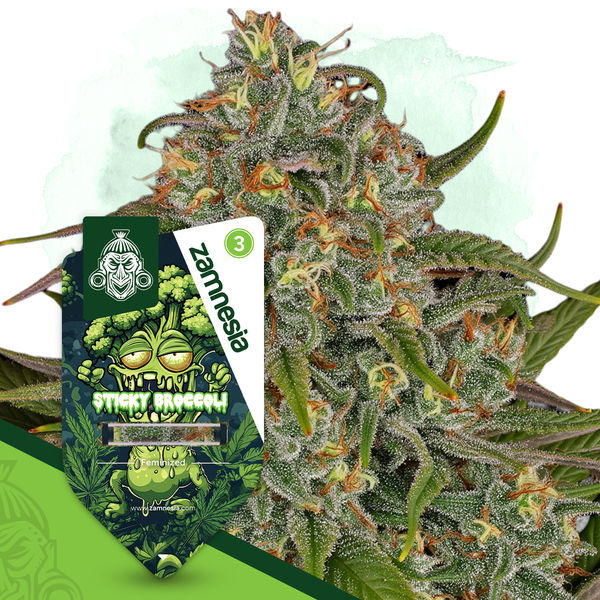 Sticky Broccoli (Zamnesia Seeds) feminizovaná