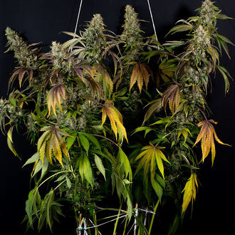 Sticky Broccoli (Zamnesia Seeds) feminizovaná