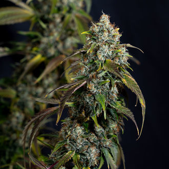 Sticky Broccoli (Zamnesia Seeds) feminizovaná