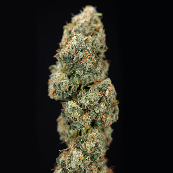 Sticky Broccoli (Zamnesia Seeds) feminizovaná