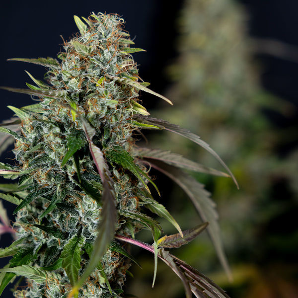 Sticky Broccoli (Zamnesia Seeds) feminizovaná