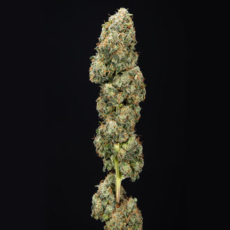 Sticky Broccoli (Zamnesia Seeds) feminizovaná