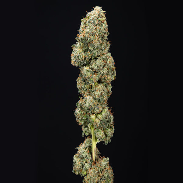 Sticky Broccoli (Zamnesia Seeds) feminizovaná