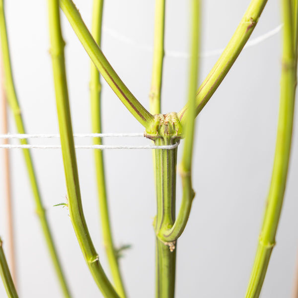 Sticky Broccoli (Zamnesia Seeds) feminizovaná
