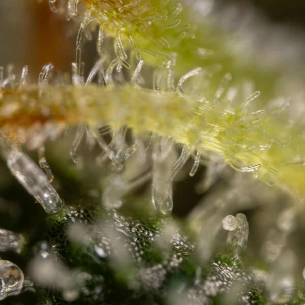 Sticky Broccoli (Zamnesia Seeds) feminizovaná