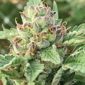 Apple Blossom (Humboldt Seed Company) feminizovan&aacute;