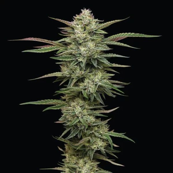 Blueberry Cupcake (Humboldt Seed Company) feminizovaná