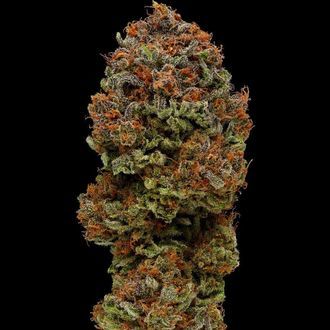 Blueberry Muffin (Humboldt Seed Company) feminizovan&aacute;