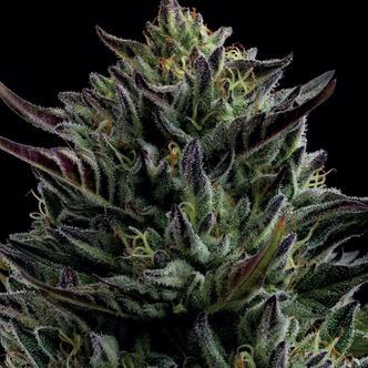 California Octane (Humboldt Seed Company) feminizovan&aacute;