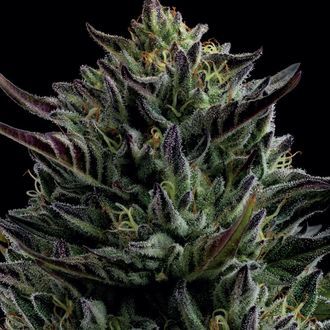 California Octane (Humboldt Seed Company) feminizovan&aacute;