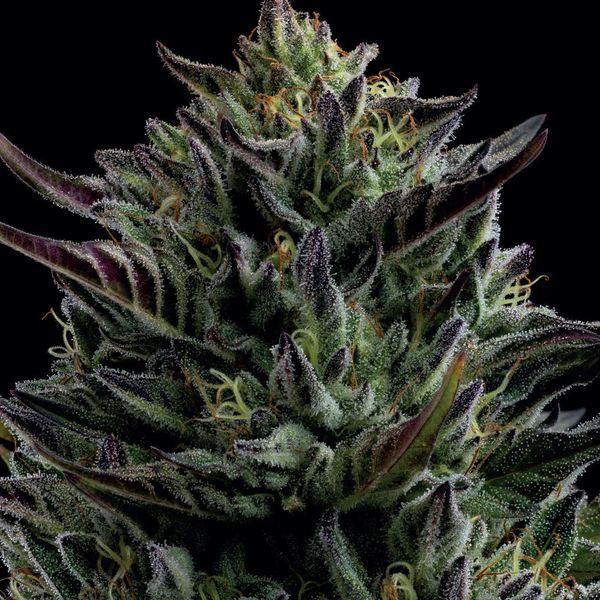 California Octane (Humboldt Seed Company) feminizovaná