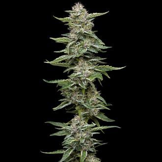 Garlic Budder (Humboldt Seed Company) feminizovan&aacute;