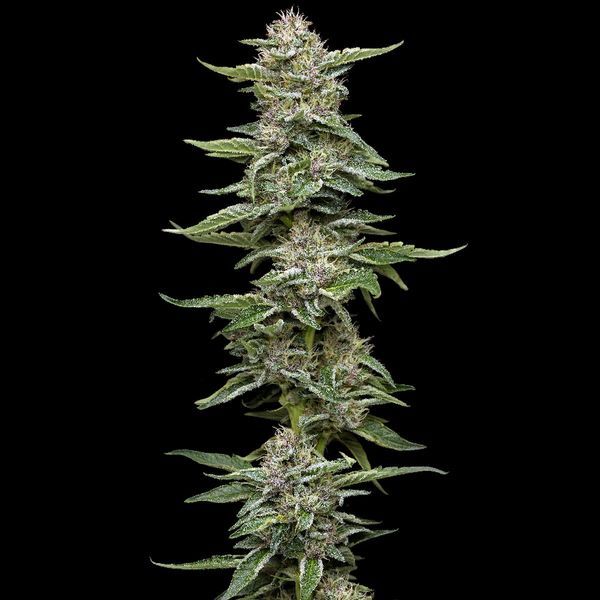 Garlic Budder (Humboldt Seed Company) feminizovaná