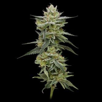 Hella Jelly (Humboldt Seed Company) feminizovan&aacute;