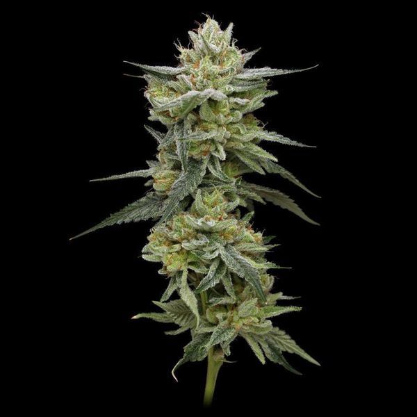 Hella Jelly (Humboldt Seed Company) feminizovaná