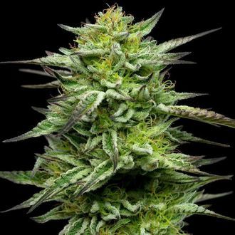 Mountaintop Mint (Humboldt Seed Company) feminizovan&aacute;