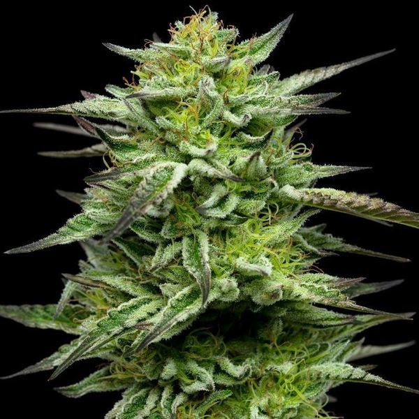 Mountaintop Mint (Humboldt Seed Company) feminizovaná