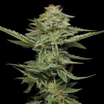 Pist&aacute;ciov&aacute; (Humboldt Seed Company) feminizovan&aacute;