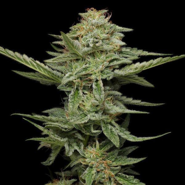 Pistáciová (Humboldt Seed Company) feminizovaná