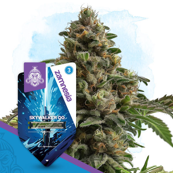 Skywalker OG Samonakvétací (Zamnesia Seeds) Feminizovaná