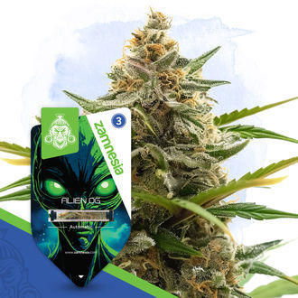 Alien OG Samonakv&eacute;tac&iacute; (Zamnesia Seeds) feminizovan&aacute;