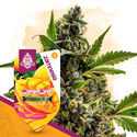 Mango Kush Samonakvétací (Zamnesia Seeds) feminizovaná