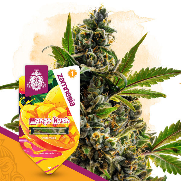 Mango Kush Samonakvétací (Zamnesia Seeds) feminizovaná
