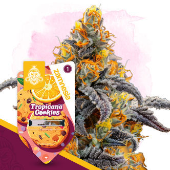 Tropicana Cookies (Zamnesia Seeds) feminizovan&aacute;