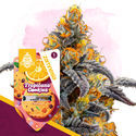 Tropicana Cookies (Zamnesia Seeds) feminizovaná