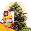 Tropicana Cookies Samonakvétací (Zamnesia Seeds) feminizovaná