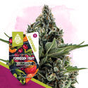 Forbidden Fruit (Zamnesia Seeds) feminizovaná