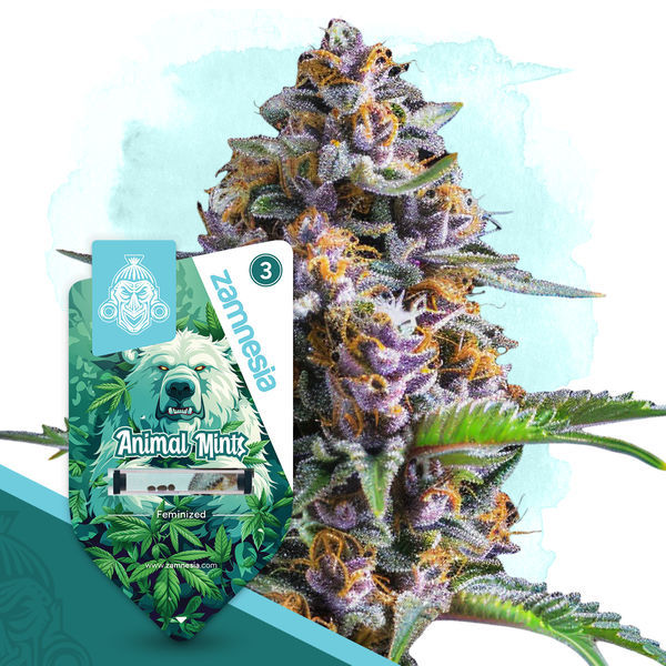 Animal Mints (Zamnesia Seeds) feminizovaná