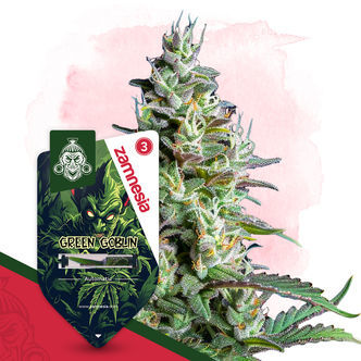 Green Goblin Samonakv&eacute;tac&iacute; (Zamnesia Seeds) feminizovan&aacute;