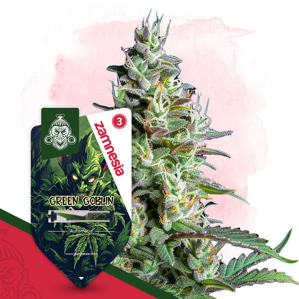 Green Goblin Samonakvétací (Zamnesia Seeds) feminizovaná