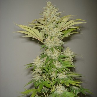 Bubblicious (Resin Seeds) feminizovaná