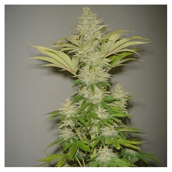 Bubblicious (Resin Seeds) feminizovaná