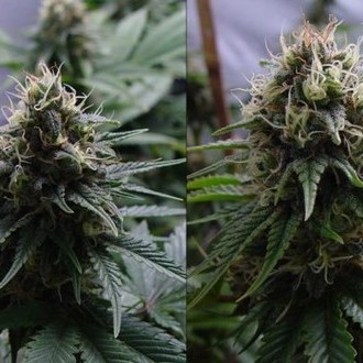 Yummy (Resin Seeds) feminizovaná