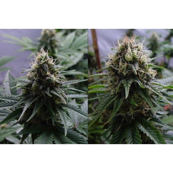 Yummy (Resin Seeds) feminizovaná