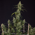 Fruit Punch Samonakvétací (Zamnesia Seeds) feminizovaná