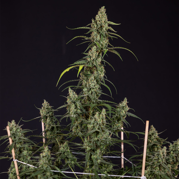 Fruit Punch Samonakvétací (Zamnesia Seeds) feminizovaná