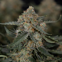 Fruit Punch Samonakvétací (Zamnesia Seeds) feminizovaná